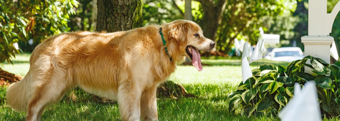 DogWatch of Charlotte, Huntersville, North Carolina | Outdoor Hidden Dog Fences Slider Image