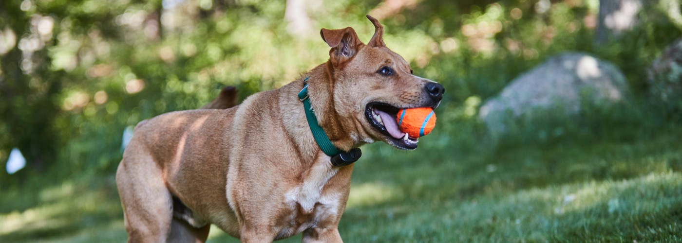 DogWatch of Charlotte, Huntersville, North Carolina | ProFenceX™ Slider Image